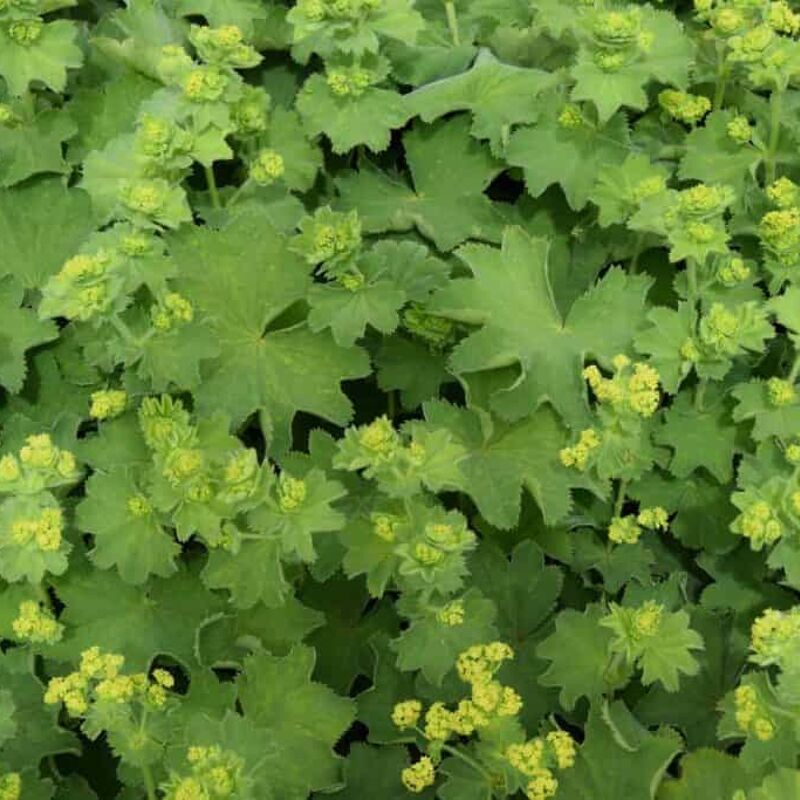 Alchemilla mollis ---